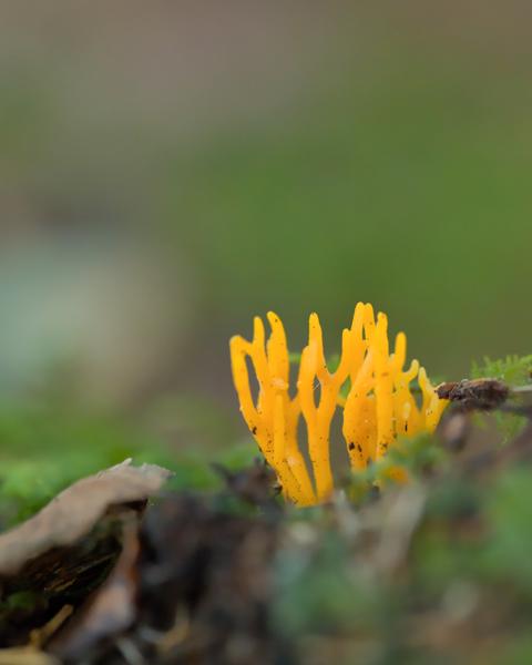 Mushrooms